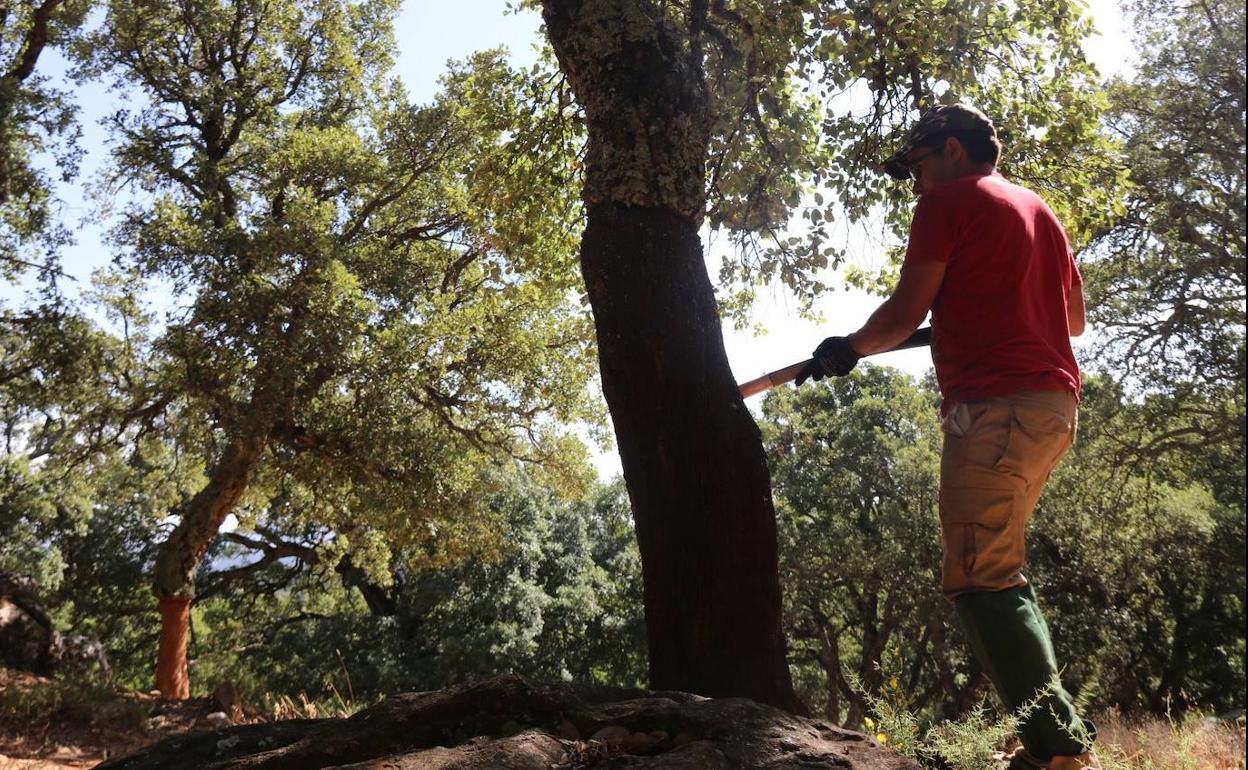 Ronda Licita La Saca Del Corcho Y Otros Trabajos Forestales Por 330 000